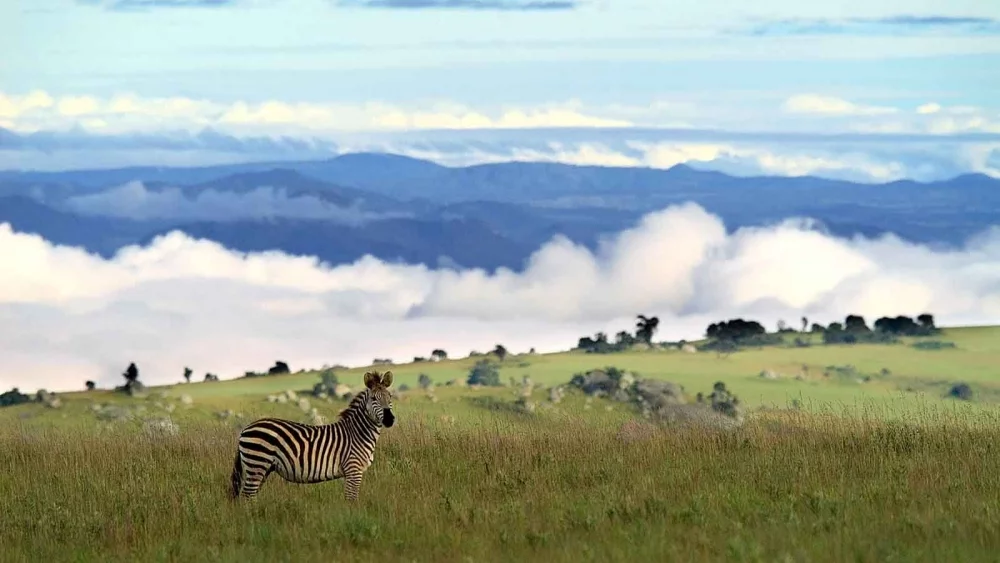 Nyika Plateau, Malawi